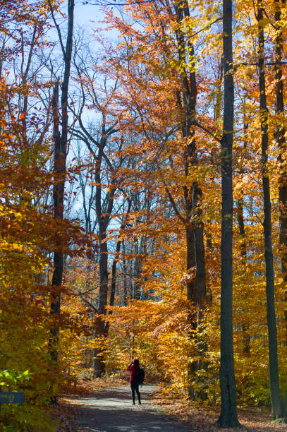 istock North America's autumn road 817780468