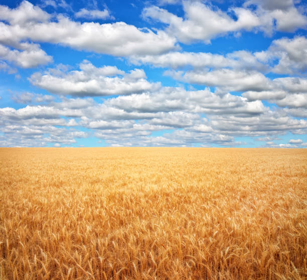 istock Meadow of wheat. Composition of nature 817781408