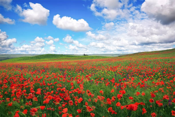 красивый пейзаж с маковым лугом. состав природы. - horizon sky blue poppy стоковые фото и изображения