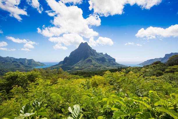 Island of Moorea with Mount Rotui, French Polynesia Opunoho bay and Cook Bay on Moorea with Mount Rotui, French Polynesia french polynesia stock pictures, royalty-free photos & images