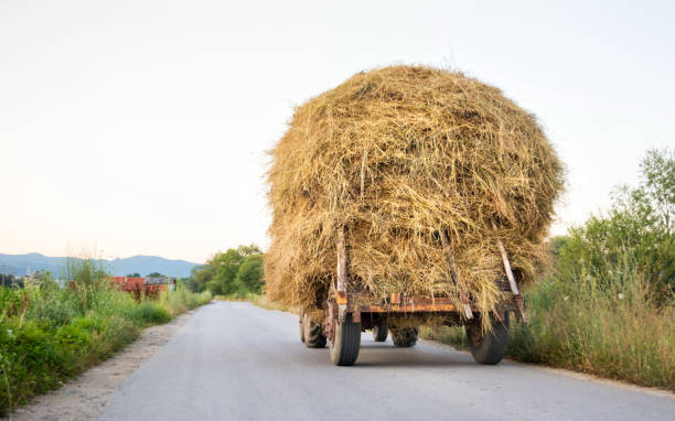 istock Tractor full with hay on the road 817784056