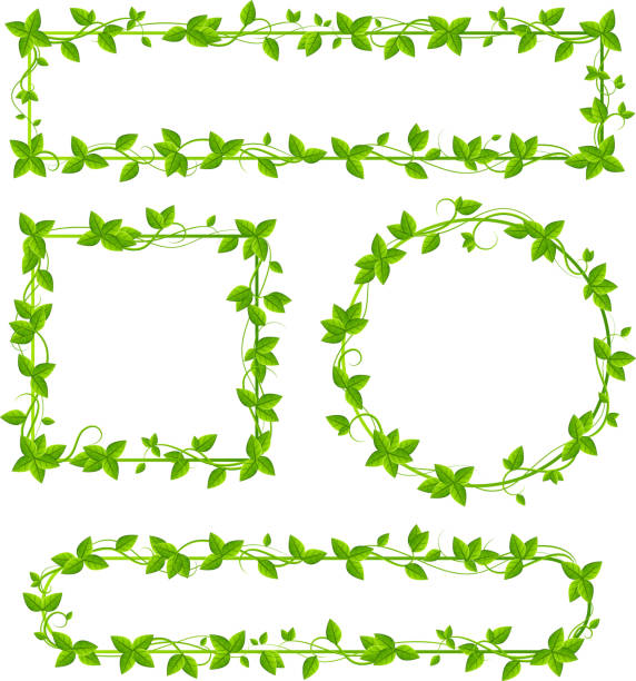 stockillustraties, clipart, cartoons en iconen met het boordmotief leaf op witte achtergrond - klimplant