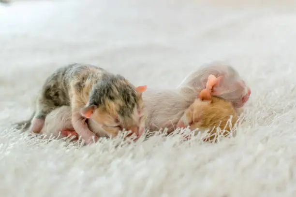 Photo of Four newborn cats on a white fur fabric blanket, white background, cats white and orange