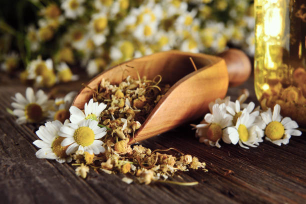 camomilla - chamomile herbal tea chamomile plant tea foto e immagini stock