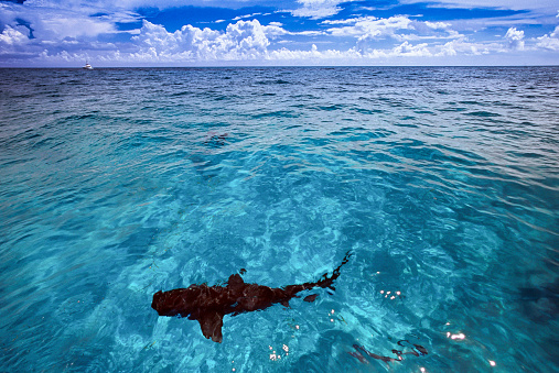 Photographic slide of a tiger shark swimming in the Bahamas