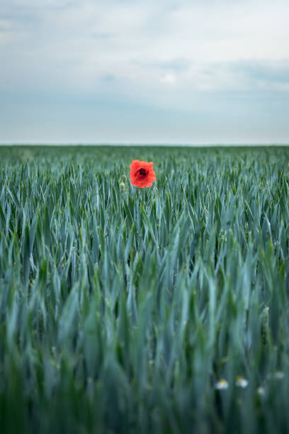 곡물 사이 외로운 옥수수 양 귀 비. - poppy field remembrance day flower 뉴스 사진 이미지