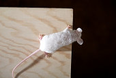 White domestic mouse in studio with laptop