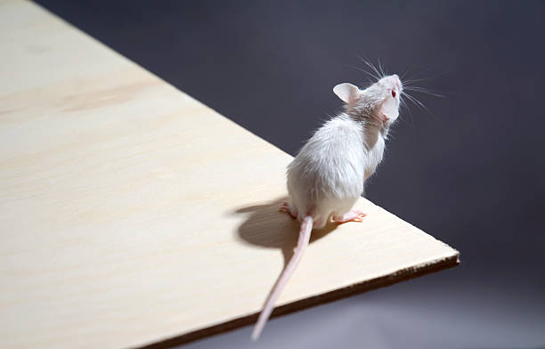 15,500+ Mouse Sitting Up Stock Photos, Pictures & Royalty ...