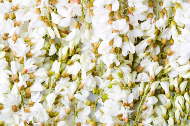 istock Acacia flowers for a good herbal tea 817831708