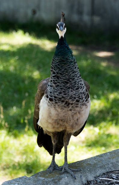 istock Beautiful big peacock in a Milwaukee zoo 817831886