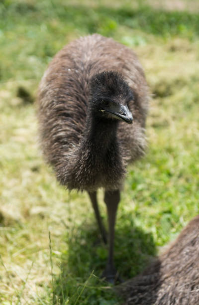 istock Big black emu on a country farm 817832176
