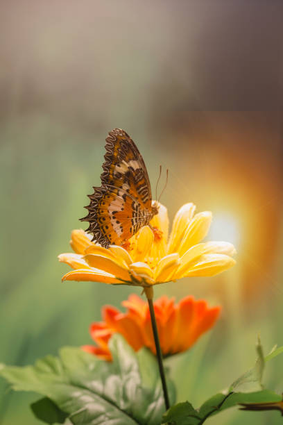 istock Closed up Butterfly on flower -Blur flower background 817841748