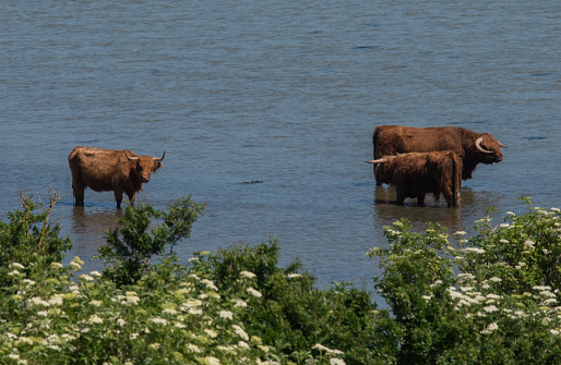 Cattle at the Danish coast