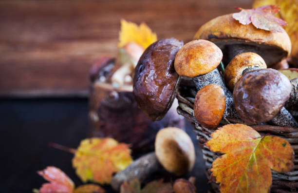 istock Autumnal wild forest edible mushrooms 817842664