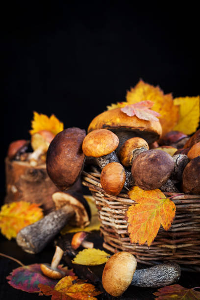 istock Autumnal wild forest edible mushrooms 817842736