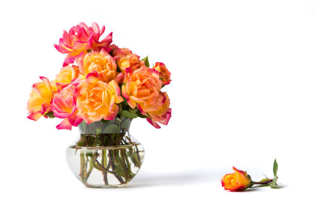 Wild roses bouquet in a glass vase isolated