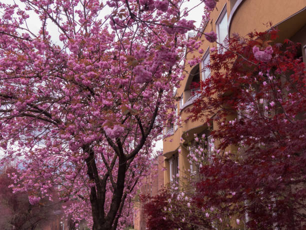 istock Pink cherry blossom street background 817852288