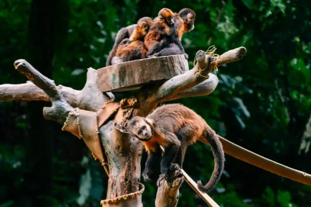 Several golden-bellied capuchin monkeys on a branch