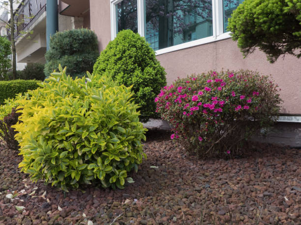 istock Trimmed bushes garden no people 817854044