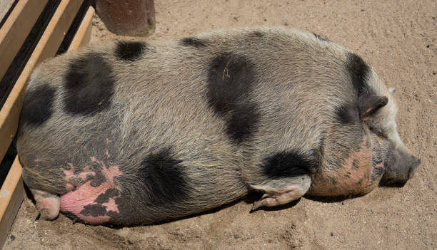 Big fat pig on a country farm Big fat pig on a country farm berkshire pig stock pictures, royalty-free photos & images