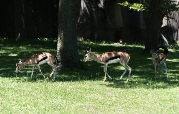 istock Big impala on the green grass on the field 817914334