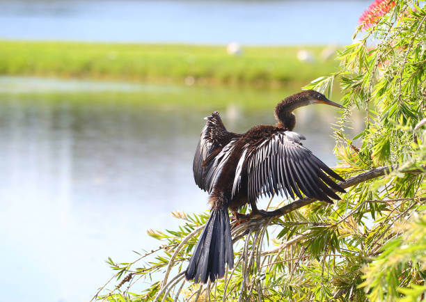 istock An anhinga drying its wing off on Melbourne, Florida 817914552