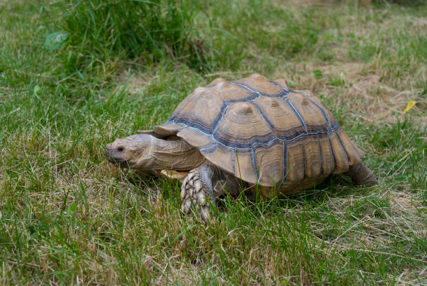 istock Big old turtle on a green grass 817915208