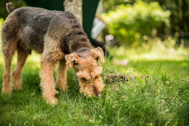 le chien airedaile terrier mange de l’herbe à l’arrière-cour - the poconos region photos et images de collection