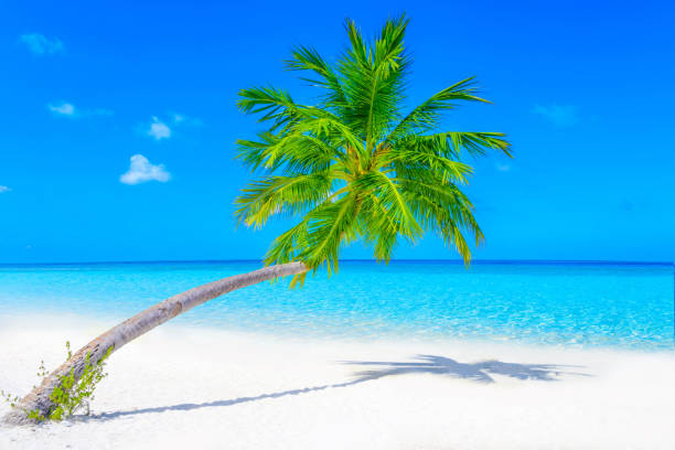 istock Dreamscape Escape On Maldives 817927538