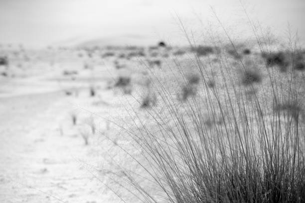 White Sands national monument, New Mexico, USA, North America. Rge bright sunny day