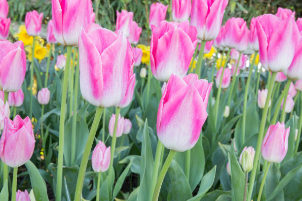 istock Ollioulas Tulips 817933514