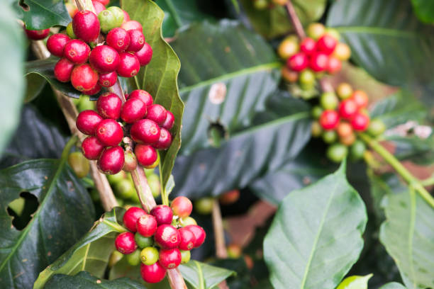 istock Closeup of coffee beans  fruit on tree in farm 817933550