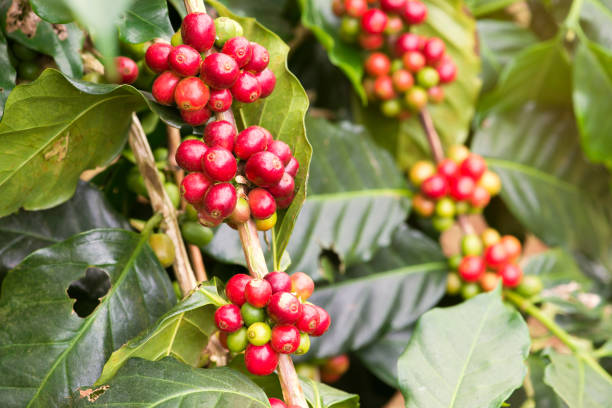 istock Closeup of coffee beans  fruit on tree in farm 817933760