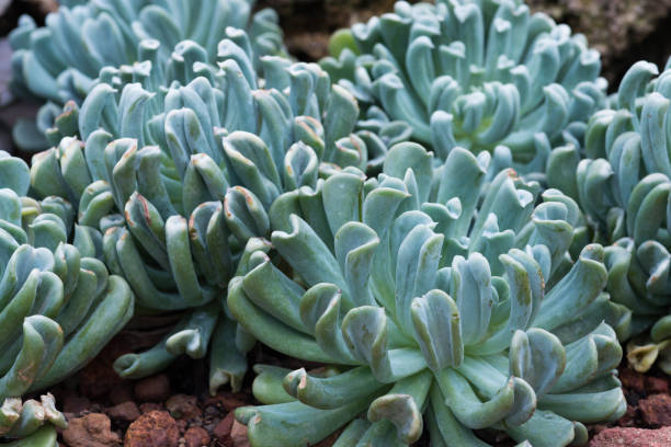 istock Cactus succulents in a planter 817933816