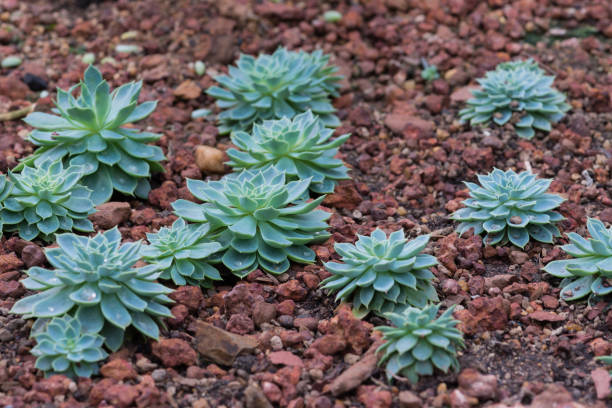 istock Cactus succulents in a planter 817934392