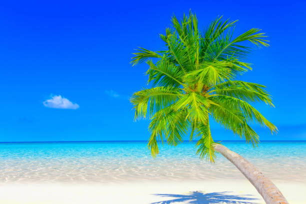 istock Dreamscape Escape On Maldives 817934938