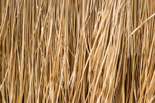 istock Close up yellow straw wall texture background 817940606