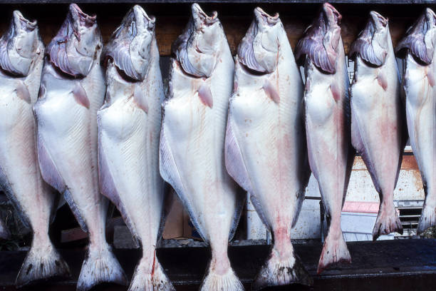 un gran numero di ippoglosso appena catturato in mostra - halibut flatfish fish hanging foto e immagini stock