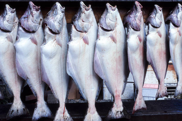많은 수의 단지 디스플레이에 넙치를 잡 았 - halibut flatfish fish hanging 뉴스 사진 이미지