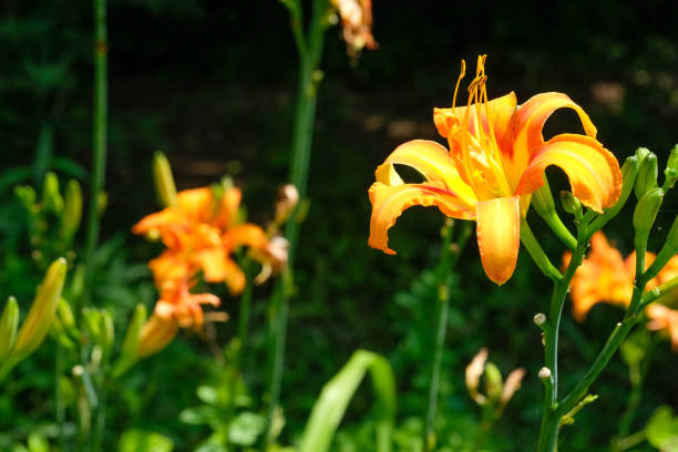 istock Tawny daylily. 817987070