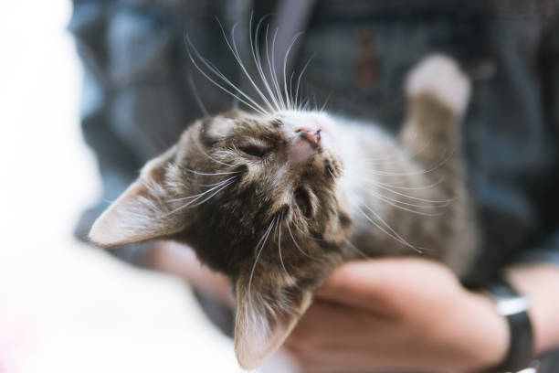 istock Little kitten laying in a woman's hand 817991896
