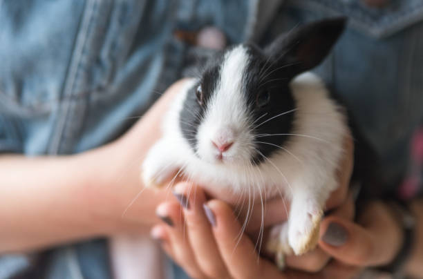 istock Small young rabbit on a country farm 817992388