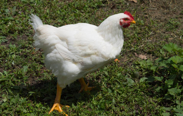 istock White chicken on a green grass on the farm 817992642