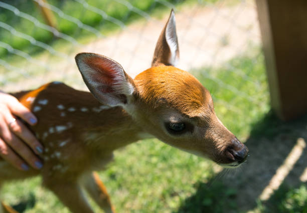 istock Young deer on a farm in Milwaukee 817992818