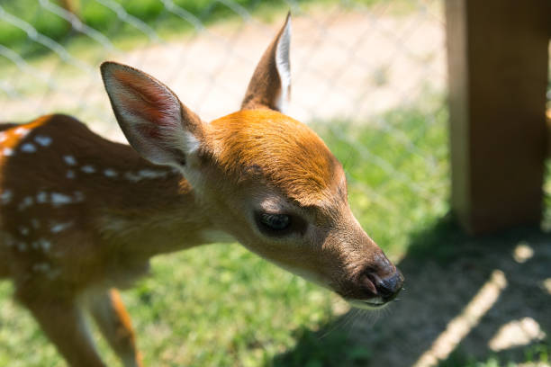 istock Young deer on a farm in Milwaukee 817992824