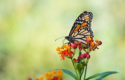 Monarch butterfly (Danaus plexippus) feeding on tropical milkweed flowers in the fall. Natural green background with copy space.