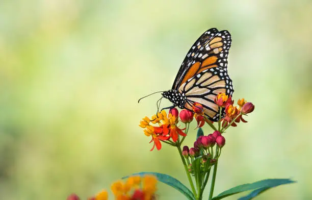 Photo of Monarch butterfly on tropical milkweed flowers