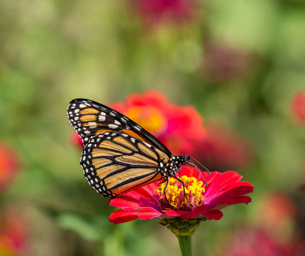 istock Monarch butterfly on Zinnia flower 817996108