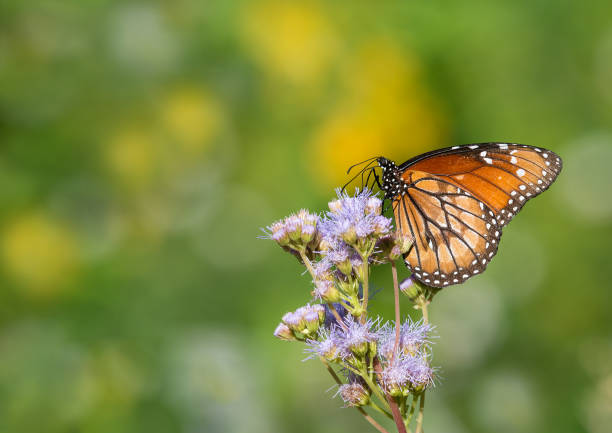 istock Soldier butterfly (Danaus eresimus) on Greggs Mistflowers 817998420