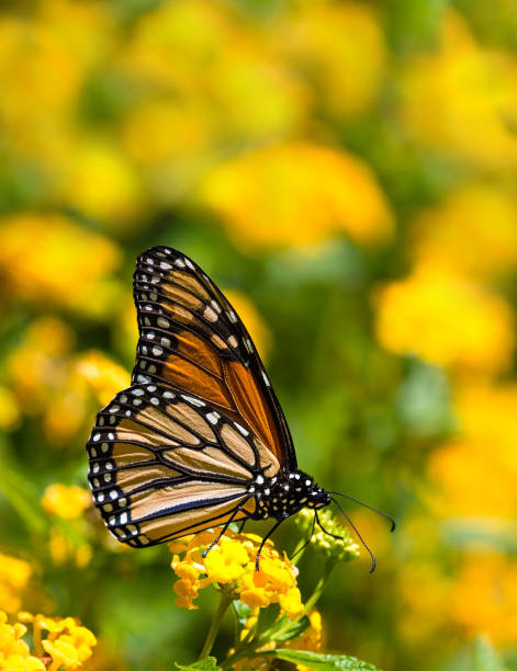 istock Monarch butterfly on yellow Lantana flowers 817998834